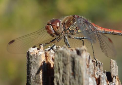 Réf. 354 268 : Sympetrum striolatum